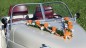 Preview: Autoschmuck Girlande " Ivy " AU0027 - orange