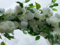 Preview: Traubogen zur Hochzeit mieten / 50 €